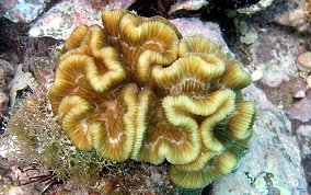 Rose Coral - Manicina areolata