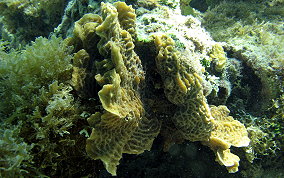 Scaled Lettuce Coral - Agaricia agaricites forma danai