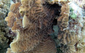 Scaled Lettuce Coral - Agaricia agaricites forma danai