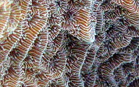 Scaled Lettuce Coral - Agaricia agaricites forma danai