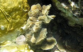 Scaled Lettuce Coral - Agaricia agaricites forma danai