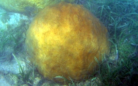 Smooth Star Coral - Solenastrea bournoni