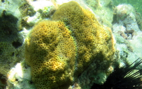 Smooth Star Coral - Solenastrea bournoni