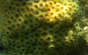 Smooth Star Coral - Solenastrea bournoni