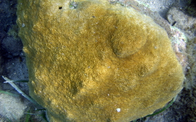 Smooth Star Coral - Solenastrea bournoni