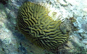 Symmetrical Brain Coral - Diplora strigosa 