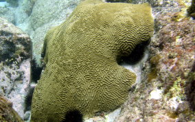 Symmetrical Brain Coral - Diplora strigosa 