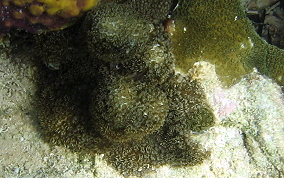 Ten Ray star Coral - Madracis decactis