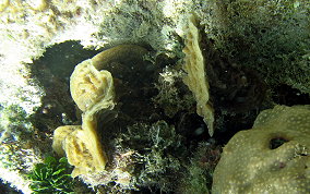 Thin Leaf Lettuce Coral - Agaricia tenuifolia