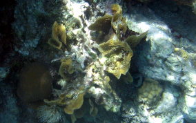 Thin Leaf Lettuce Coral - Agaricia tenuifolia