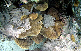 Thin Leaf Lettuce Coral