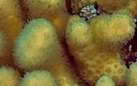 Yellow Pencil Coral - Madracis mirabilis