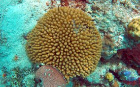 Yellow Pencil Coral - Madracis mirabilis