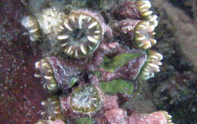 Hidden Cup Coral - Phyllangia americana