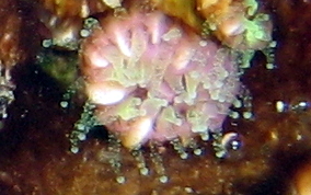 Hidden Cup Coral - Phyllangia americana