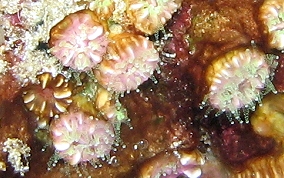 Hidden Cup Coral