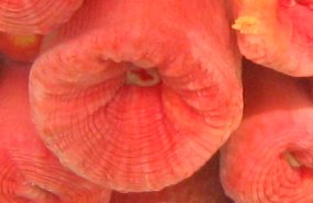 Orange Cup Coral -  Tubastraea coccinea 