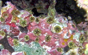 Speckled Cup Coral