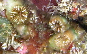 Speckled Cup Coral