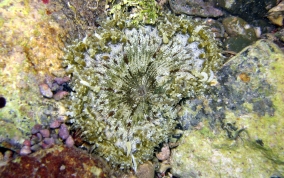 Beaded Sea Anemone - Epicystis crucifer