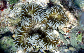 Beaded Sea Anemone - Epicystis crucifer