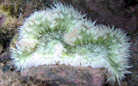 Beaded Anemone