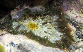 Beaded Anemone - Epicystis crucifer