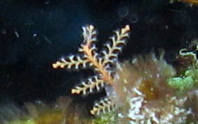 Branching Hydroid - Sertularella spp.