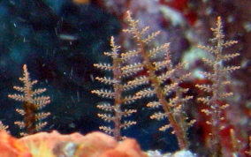 Branching Hydroid - Sertularella spp.