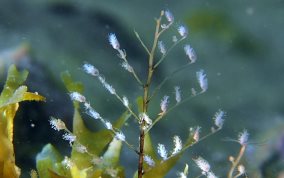 Christmas Tree Hydroid - Halocordyle disticha