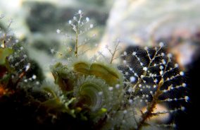 Christmas Tree Hydroid - Halocordyle disticha