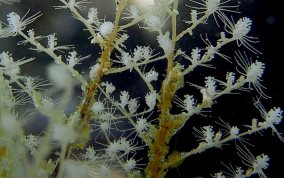 Christmas Tree Hydroid - Halocordyle disticha