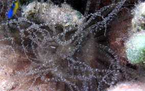 Corkscrew Sea Anemone - Bartholomea annulata