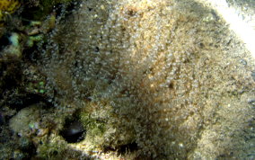 Corkscrew Sea Anemone - Bartholomea annulata