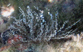 Corkscrew Sea Anemone - Bartholomea annulata