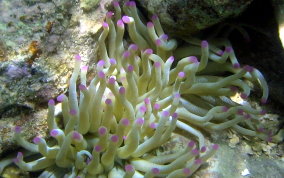 Giant Sea Anemone - Condylactus gigantea