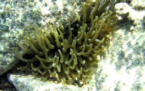 Giant Sea Anemone - Condylactus gigantea