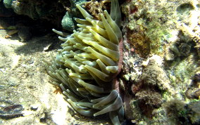 Giant Sea Anemone - Condylactus gigantea