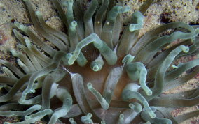 Giant Sea Anemone - Condylactus gigantea