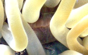 Giant Sea Anemone - Condylactus gigantea