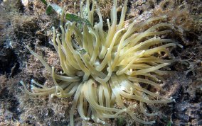 Giant Sea Anemone - Condylactus gigantea