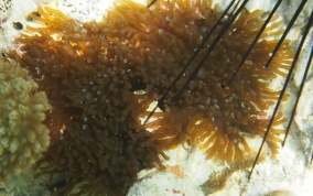 Hidden Anemone - Lebrunia coralligens