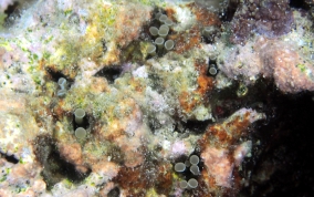 Hidden Anemone - Lebrunia coralligens