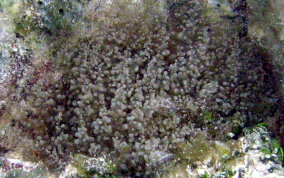 Knobby Sea Anemone - Ragactis lucida