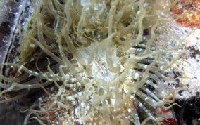 Mangrove sea anemone