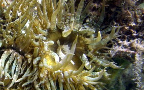 Mangrove sea anemone