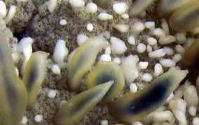 Mangrove Upsidedown Jellyfish - Cassiopea xamachana