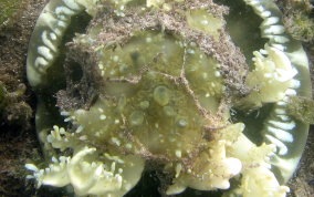 Mangrove Upsidedown Jellyfish - Cassiopea xamachana