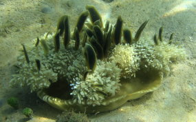 Mangrove Upsidedown Jellyfish