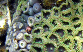 Mat Zoanthid - Zoanthus sp.